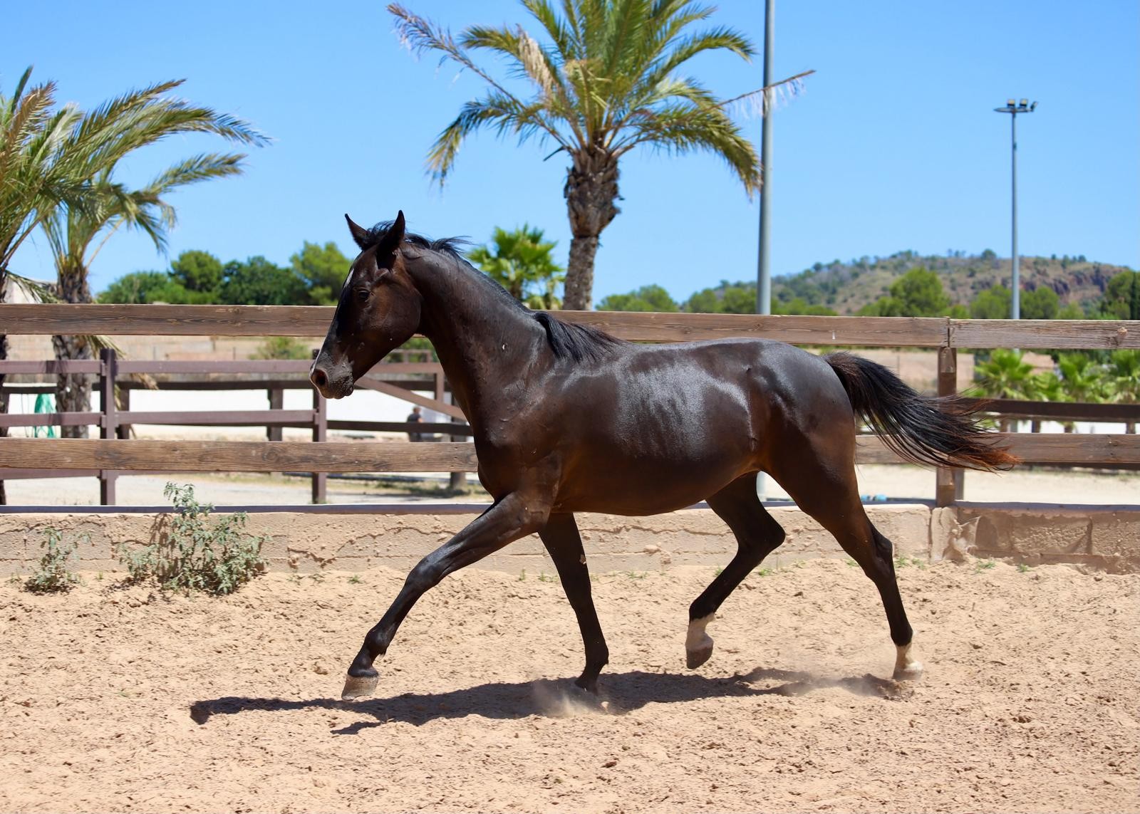 horse
